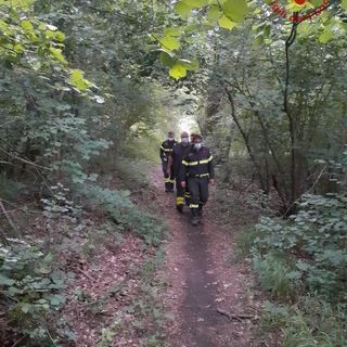 Gambolò: si perde in un bosco mentre cerca funghi, intervengono i Vigili del fuoco e lo ritrovano