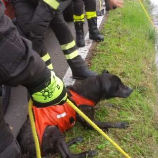 Robecco sul Naviglio: salvato dai sommozzatori il cane ‘Rambo’ caduto nel Naviglio Grande