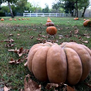 26 Settembre, debutta a San Martino Siccomario Pumpkin Patch, il Villaggio delle Zucche