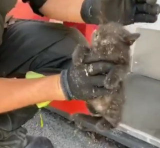 VIDEO. Pavia: i Vigili del fuoco salvano un gattino incastrato sotto una macchina per fototessere