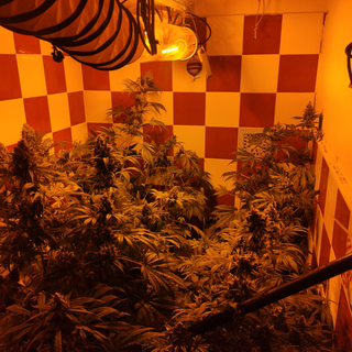 Vigevano: coltivava 40 piante di marijuana in bagno, in manette un 53enne