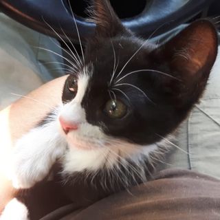 Consegnato a LAV Oltrepò Pavese il gattino utilizzato per l’accattonaggio a Pavia. Ora cerca una nuova famiglia