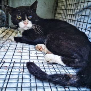 Velezzo Lomellina: colonia felina decimata, la Lav conferma la presenza di veleno nelle esche