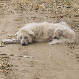 LAV Oltrepò impegnata con il sindaco di Breme per il recupero di Barnaba, il cane abbandonato sei anni fa e adottato dalla comunità lomellina