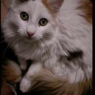 Una bella foto della gattina Kylie