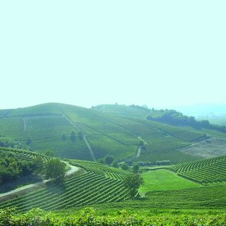 “Domenica rosa in cascina” tra pigiatura con i piedi e pranzo nei vigneti