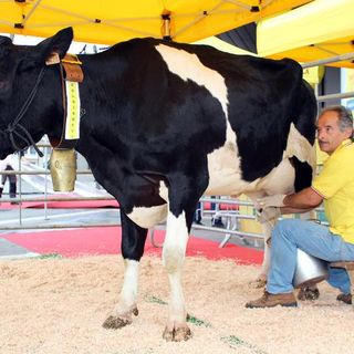 Lactalis disdice il contratto sul prezzo latte. Allevatori lombardi in subbuglio