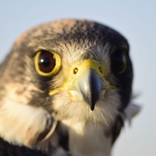 Piacenza: dominano i nostri cieli e saranno protagonisti anche a Petsfestival