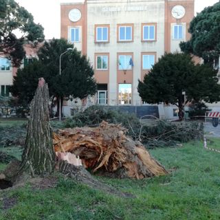 Mortara: il vento fa cadere un albero nei pressi di una scuola