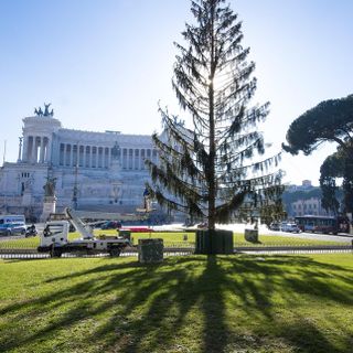 Consumi: Coldiretti, al via rottamazione 3,8 mln alberi come spelacchio