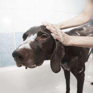 «In zona rossa anche la salute e il benessere degli animali»