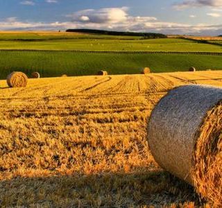 Agricoltura. Anticipo PAC: da Regione Lombardia 95 milioni di euro per oltre 10 mila imprese