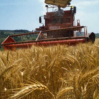 Regione, agricoltura: con il 2019 torna l’anticipo PAC