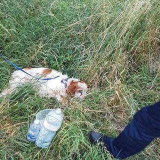 Cane da caccia investito da un’auto a Castano Primo, interviene la Polizia locale