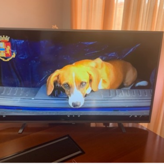 Briciola in attesa di poter tornare a casa