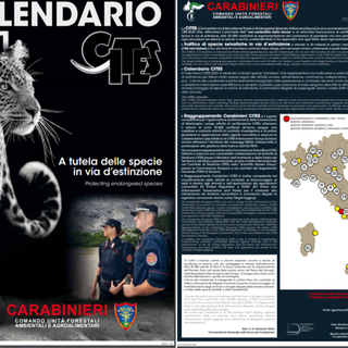 Gli animali rari e selvatici protagonisti del Calendario CITES 2020