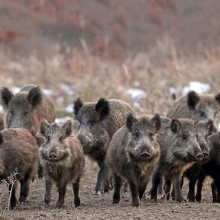Da Regione Lombardia via libera alla caccia selezione di cinghiali tutto l'anno, anche con visori notturni