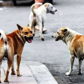 Bernate Ticino: cane randagio sbrana un coniglio e tenta di assalire una bambina