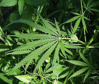 ‘Regione Lombardia NON vuole legalizzare la cannabis’