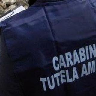 Operazione NOE. Traffico illecito di rifiuti e realizzazione di discariche abusive anche in Lombardia