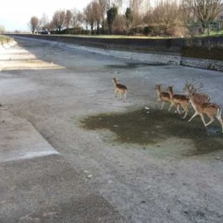 Avvistato gruppo di cervi nell’alveo del Naviglio di Bereguardo
