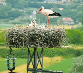 Tra le risaie vercellesi una nuova casa per le cicogne