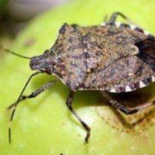Regione Lombardia stanzia altri 3 milioni di euro per arginare il ‘flagello’ cimice asiatica