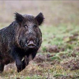 Si schianta in auto contro un cinghiale, ragazza muore nel Cremonese. Coldiretti: «In Lombardia troppi incidenti causati da questi animali»