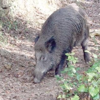 Peste suina: Coldiretti “Stop import animali da paesi focolaio”