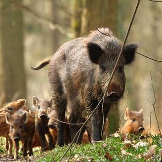 La Regione Lombardia vara il piano contenimento cinghiali