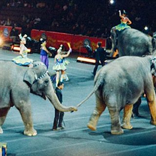 Lombardia, il Consiglio vota NO alla mozione per vietare gli animali al circo