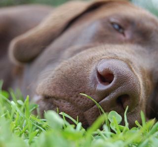 Cerro Maggiore, ancora un cane avvelenato