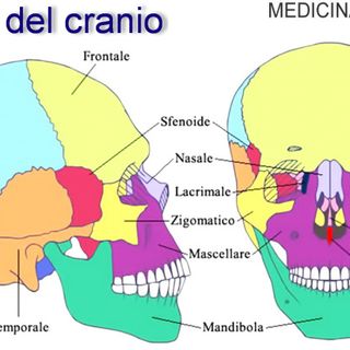 Malpensa, fermata con ossa e un cranio in valigia