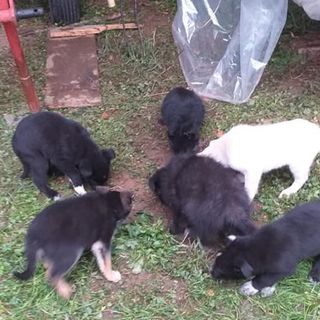 Robecco: trovati cuccioli abbandonati in un cascinale di Carpenzago