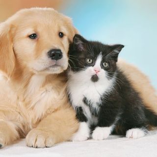 S. Antonio, spesa da  500 milioni  per cani e gatti in Lombardia