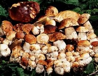 Abbiategrasso: 60enne in cerca di funghi scivola nella roggia, elitrasportato all’Humanitas