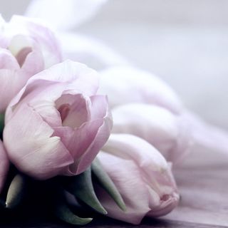Mille occasioni di festa: ma cosa suggerisce il galateo dei fiori?