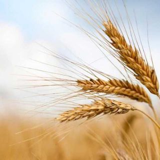 Coldiretti: schizza il prezzo del grano, +16%