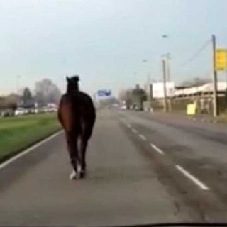 Cavalli scappano in strada a Buscate, uomo si ferisce per prenderli