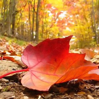 Caldo: Coldiretti, non cadono foglie in autunno bollente