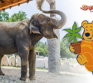 L'elefantessa Maya, adottata a distanza, e Teddi aspettano i bambini al Safari Park Lago Maggiore