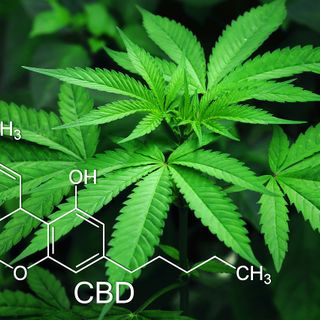 CBD: i motivi del boom online