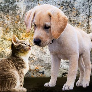 Da una vera passione per gli animali nasce Master Pet, un servizio di consulenza dedicato ai nostri amici a quattrozampe