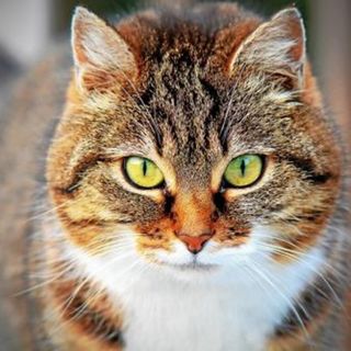 Microchip anche nei gatti, da gennaio scatta l’obbligo. Ma non per tutti