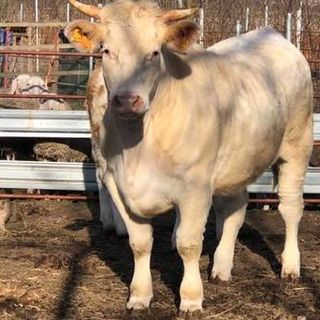 Abbiategrasso, studentessa 17enne travolta da mucca in fuga: non è grave, animale sedato