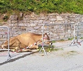Abbandona in mezzo alla strada una mucca agonizzante