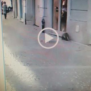 Abbiategrasso, nutria a spasso per il centro…