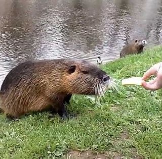 La Lombardia dichiara ‘guerra’ alle nutrie