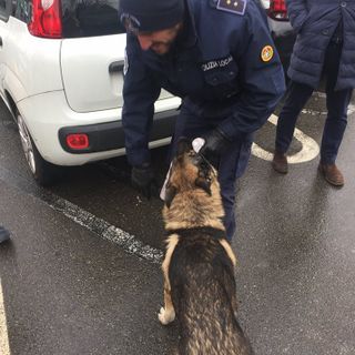 L'unità cinofila della polizia locale di Vigevano nuovamente protagonista a Voghera