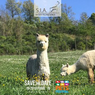 PetsFestival 2019: tra i protagonisti anche l’Alpaca